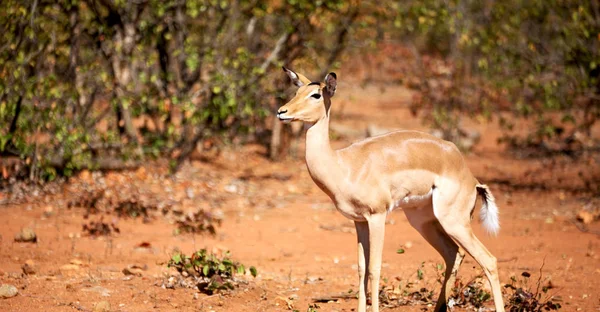 Kruger Parck Jižní Afrika Divoká Impala Zimě Bush — Stock fotografie