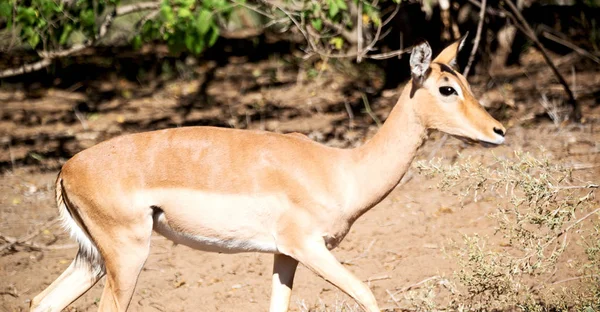 クルーガー Parck 南アフリカ野生インパラ冬茂みの中で — ストック写真