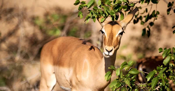 Kruger Parck Sydafrika Vilda Impala Vinter Bushen — Stockfoto