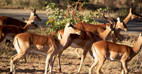 Kruger Parck Dél Afrikai Vadon Élő Impala Téli Bokor — Stock Fotó