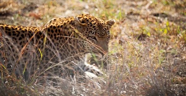 Borrão África Sul Kruger Parque Natural Leopardo Selvagem Descansando Depois — Fotografia de Stock