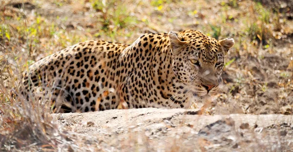 Borrão África Sul Kruger Parque Natural Leopardo Selvagem Descansando Depois — Fotografia de Stock