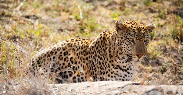 Borrão África Sul Kruger Parque Natural Leopardo Selvagem Descansando Depois — Fotografia de Stock