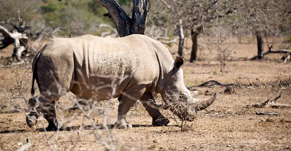 Borrão África Sul Kruger Reserva Natural Vida Selvagem Rinoceronte Selvagem — Fotografia de Stock
