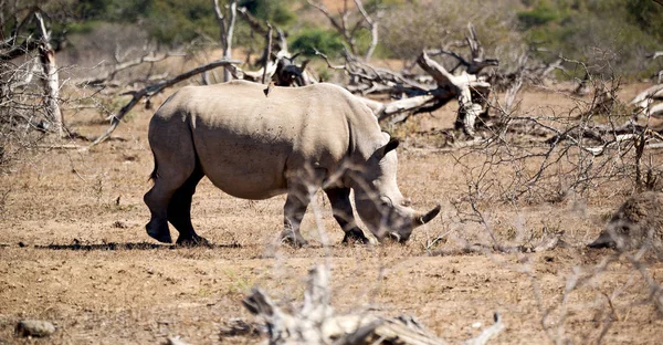 Размытие Южной Африке Крюгер Заповедник Дикой Природы Дикий Носорог — стоковое фото