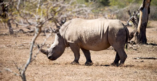 Blur South Africa Kruger Wildlife Nature Reserve Wild Rhinoceros — Stock Photo, Image