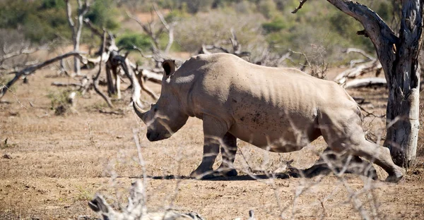 Blur Dél Afrika Kruger Vadon Élő Állatok Természetvédelmi Terület Vad — Stock Fotó