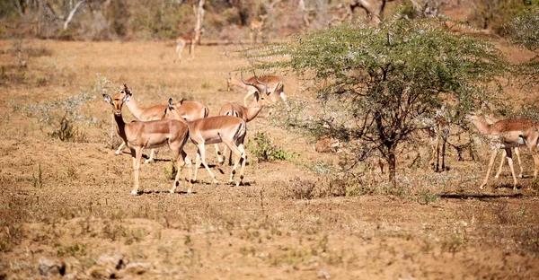 在冬天布什克鲁格 Parck 南非野生黑斑羚 — 图库照片