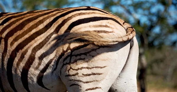 南アフリカ Mlilwane 野生動物の自然保護区と野生のシマウマのぼかし — ストック写真