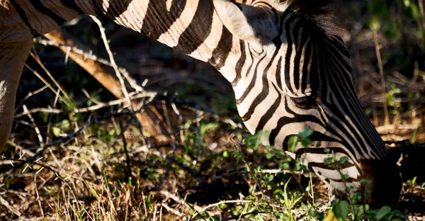 Rozostření Jižní Africe Mlilwane Přírody Chráněné Krajinné Oblasti Divoká Zebra — Stock fotografie