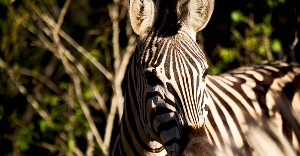 Sfocatura Sudafrica Mlilwane Riserva Naturale Della Fauna Selvatica Zebra Selvatica — Foto Stock