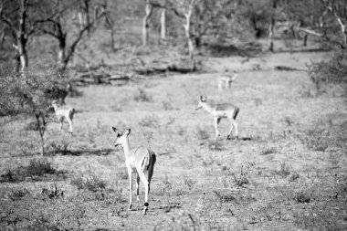  Kış ormanda vahşi Impala
