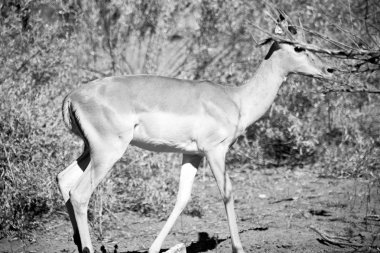  Kış ormanda vahşi Impala