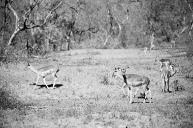  Kış ormanda vahşi Impala