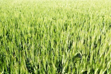 ekili İran'da bulanıklık doğal buğday yeşil çiftlik çimen ve sağlıklı 