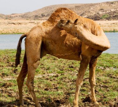 Umman deve içinde çöl dörtte bir ücretsiz dromedary yakınındaki boş.