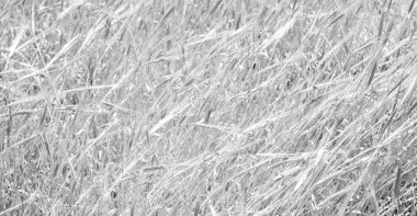 İran'da çiftlik ekili