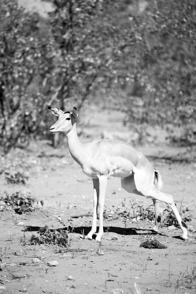 Wild impala in de winter bush — Stockfoto