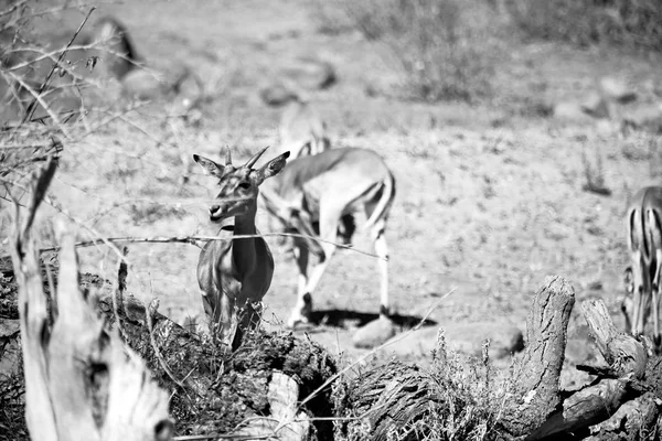 Divoké impala v zimě bush — Stock fotografie