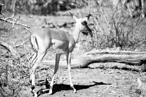 Wilde Impala im Winterbusch — Stockfoto