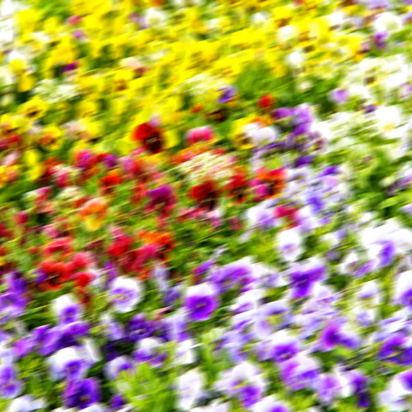 Die Blumen und der Garten — Stockfoto