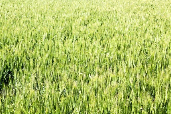 Культивованій Сільськогосподарській Траві Родючій Зеленій Натуральній Пшениці — стокове фото