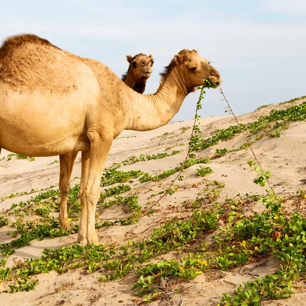 Στο Ομάν άδειας συνοικίας της ερήμου ένα δωρεάν δρομάδες κοντά στη θάλασσα — Φωτογραφία Αρχείου