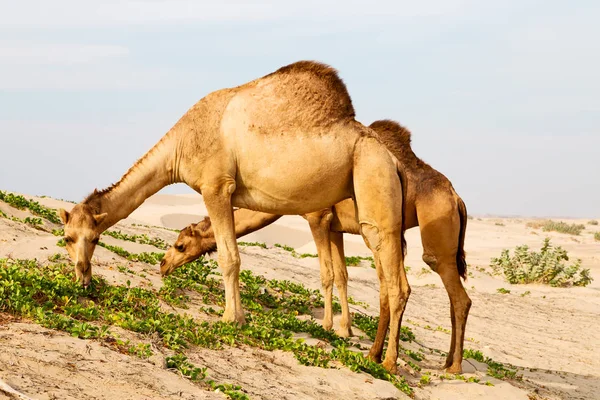 In oman lege kwartaal van woestijn een gratis dromedaris in de buurt van de zee — Stockfoto