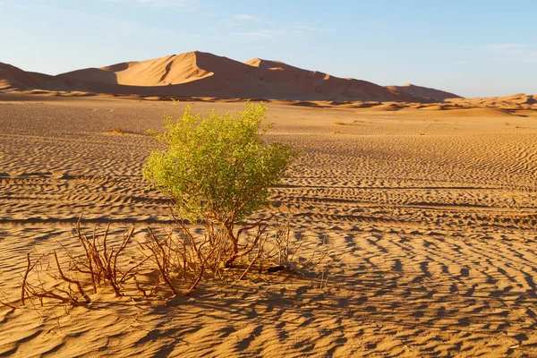 No velho deserto oman — Fotografia de Stock