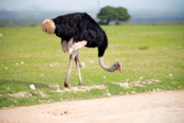 En Afrique du Sud réserve naturelle sauvage et autruche — Photo