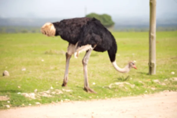 In Sudafrica riserva naturale faunistica e struzzo — Foto Stock