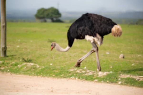 In Sudafrica riserva naturale faunistica e struzzo — Foto Stock