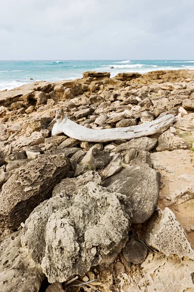 In south africa    branch dead  tree coastline — Stock Photo, Image