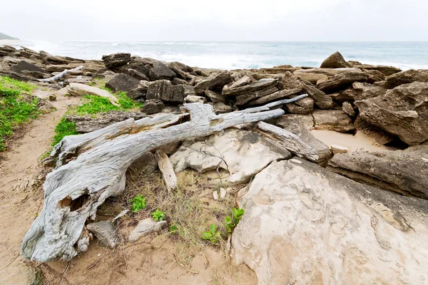 In south africa    branch dead  tree coastline — Stock Photo, Image