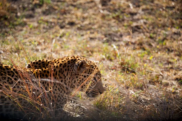 En Sudáfrica kruger parque natural leopardo salvaje — Foto de Stock