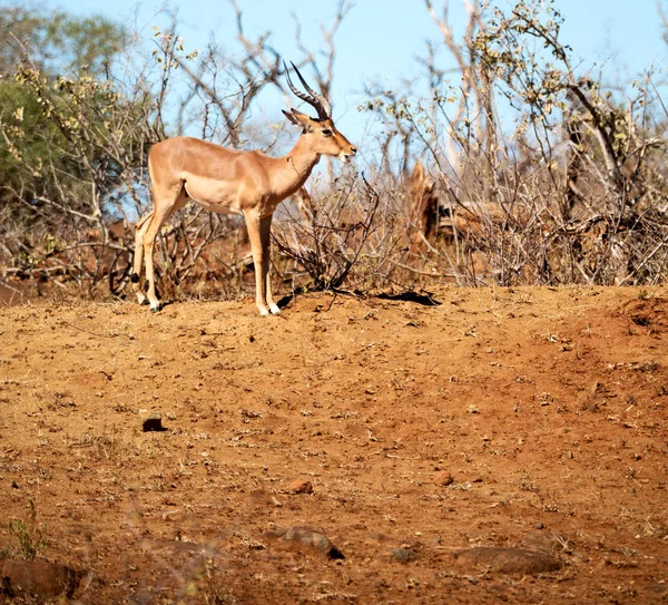 A téli-bokor, vad impala — Stock Fotó