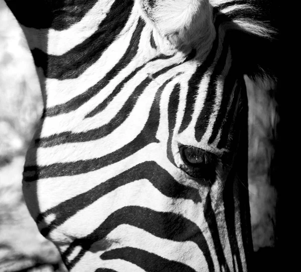 Na África do Sul reserva natural de vida selvagem e zebra — Fotografia de Stock