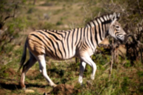В Южной Африке заповедник и зебра — стоковое фото