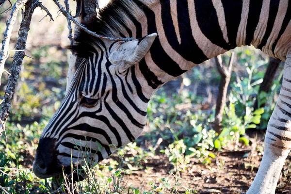 In Sudafrica riserva naturale naturale e zebra — Foto Stock