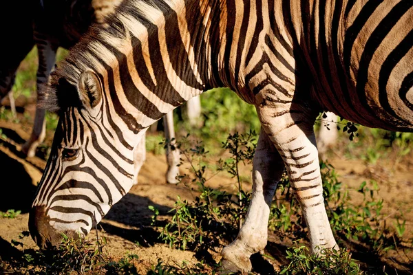 In Südafrika Wildlife Nature Reserve und Zebra — Stockfoto