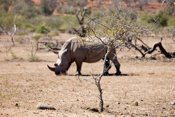 Na África do Sul reserva de vida selvagem e rinoceronte — Fotografia de Stock