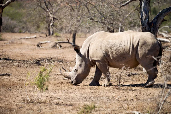 Na África do Sul reserva de vida selvagem e rinoceronte — Fotografia de Stock