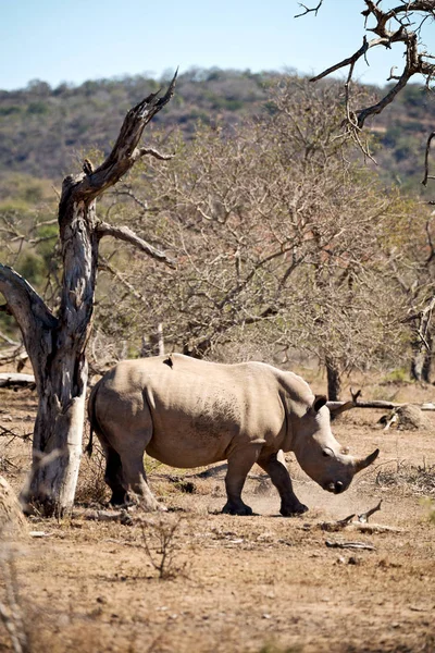I Sydafrika viltreservat och noshörning — Stockfoto