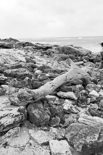 Na África do Sul ramo morto árvore litoral — Fotografia de Stock