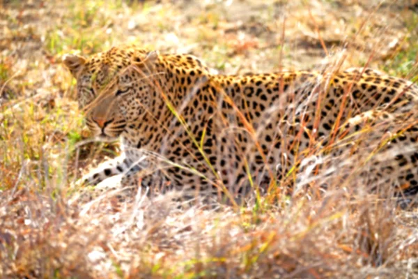 En Sudáfrica kruger parque natural leopardo salvaje — Foto de Stock