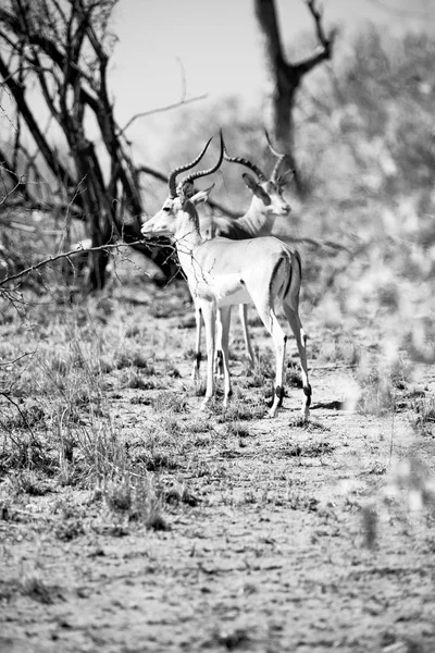 Impala silvestre en el arbusto de invierno —  Fotos de Stock