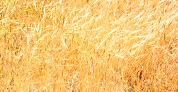 Em iran exploração agrícola cultivada — Fotografia de Stock