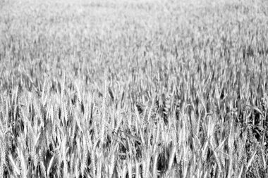 İran'da çiftlik ekili