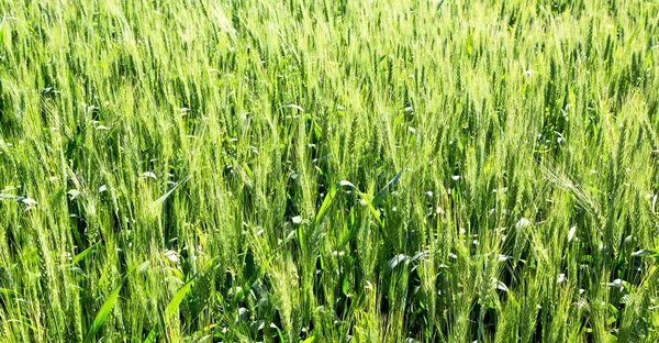 Desenfoque Hierba Granja Cultivada Iran Trigo Natural Verde Saludable — Foto de Stock