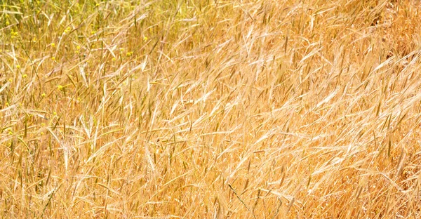 Dans une ferme cultivée d'iran — Photo